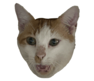 846863868