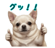 846864097