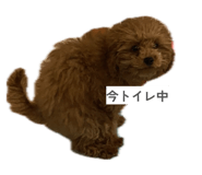 846870658