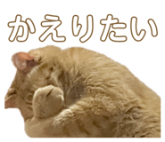 846945166