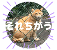 846946677