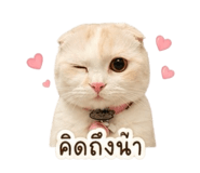 847023557