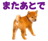 847052166