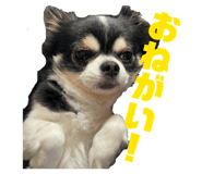 847064500