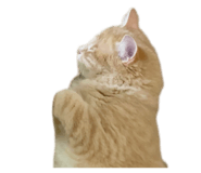 847066153