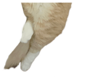 847066161