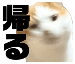 847105674