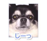 847106003