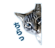 847107585