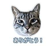 847107586