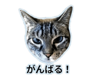847107588