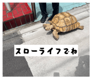 847110712