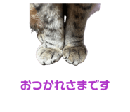 847116812