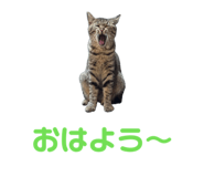 847116814