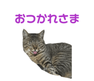 847116815