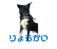 847116816