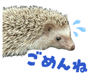 847143260