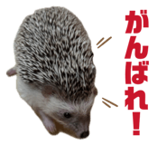 847143269