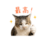 847144541
