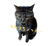 847163556