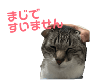 847165587