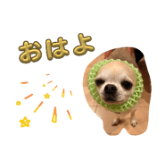 847166500