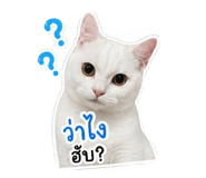 847184530