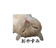 847194430