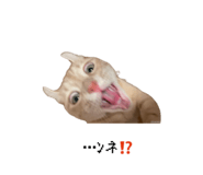 847194448