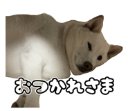847205697