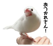 847237848