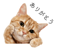 847238066