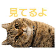 847238297