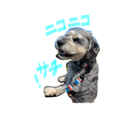 847242470