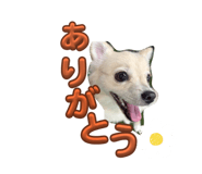 847243923