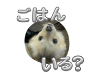 847243925