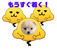 847243928