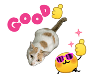 847259899