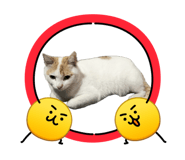 847259913