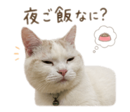 847262613