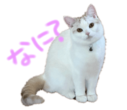 847262628