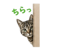 847265653