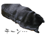 847267241