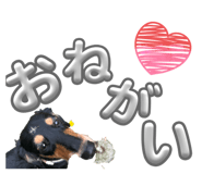 847268081