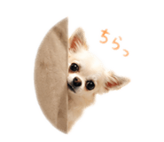 847314525