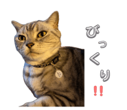847327954