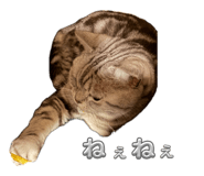 847327956