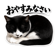 847331828