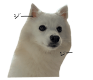 847332856