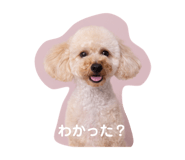847341648